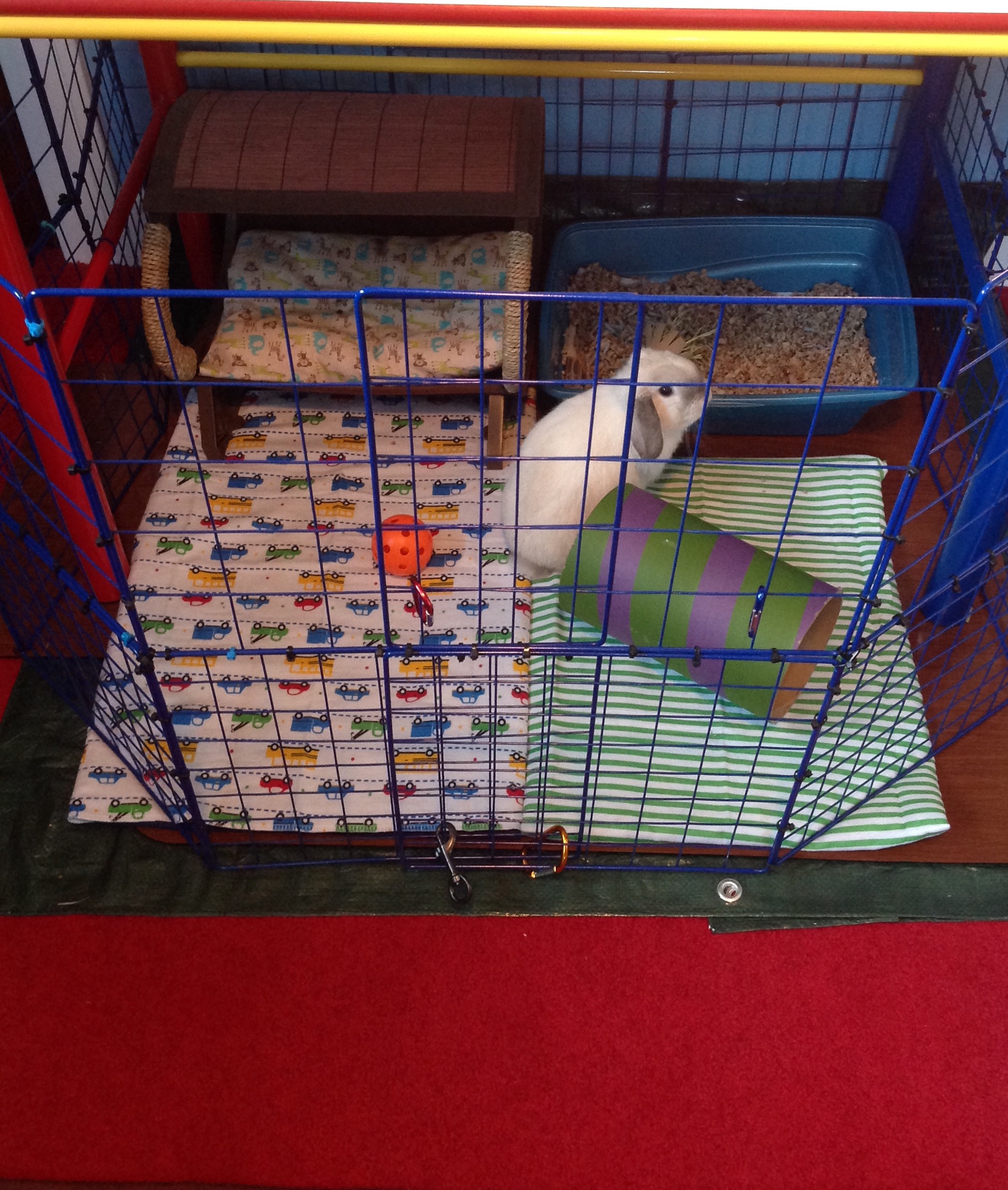 Holland lop cage hot sale